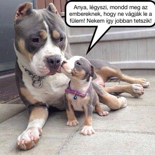 kutyaful